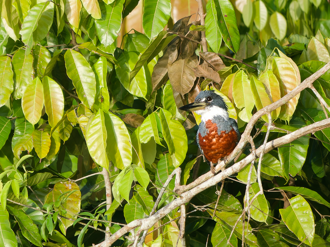 Ringed Kingfisher  Geotagged,Megaceryle torquata,Peru,Ringed Kingfisher,Spring