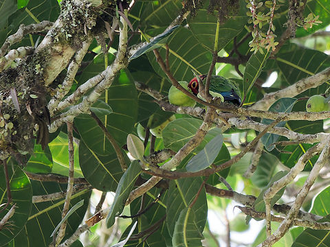 Rose-fronted Parakeet  Geotagged,Peru,Pyrrhura roseifrons,Rose-fronted parakeet,Spring