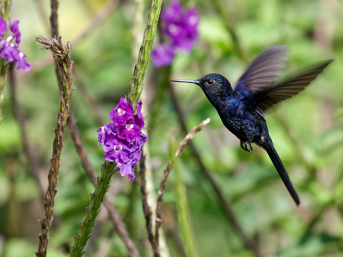Royal Sunangel  Geotagged,Heliangelus regalis,Peru,Royal sunangel,Spring