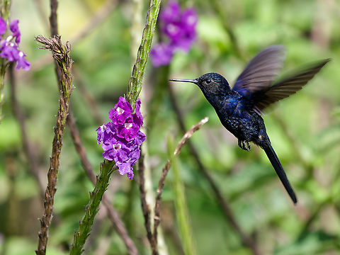 Royal Sunangel  Geotagged,Heliangelus regalis,Peru,Royal sunangel,Spring