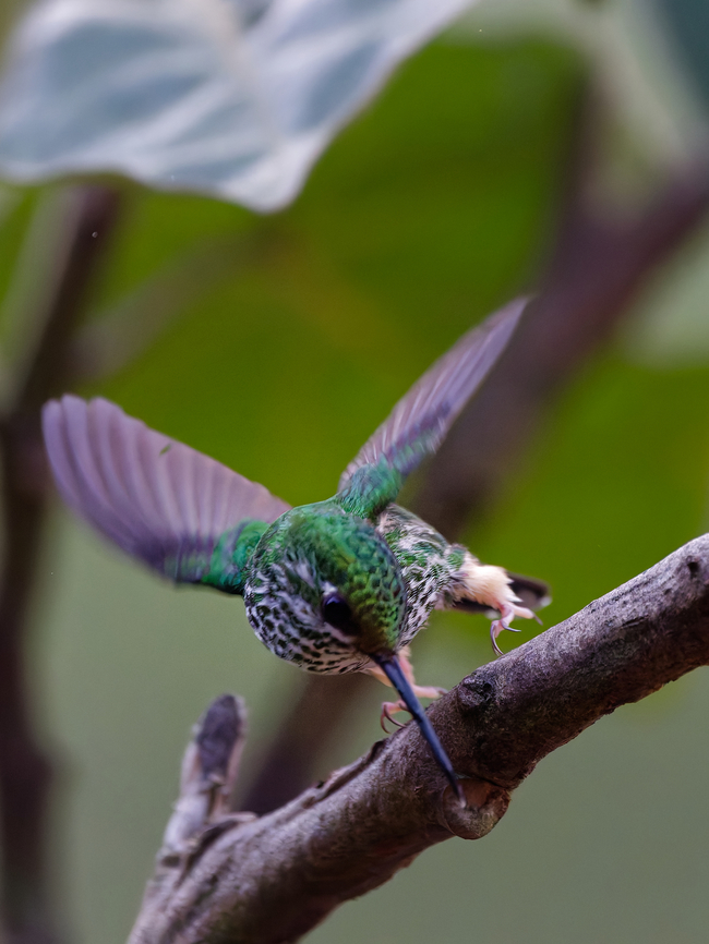 Rufous-booted Racket-tail female Geotagged,Ocreatus addae,Peru,Rufous-booted racket-tail,Spring,near endemic
