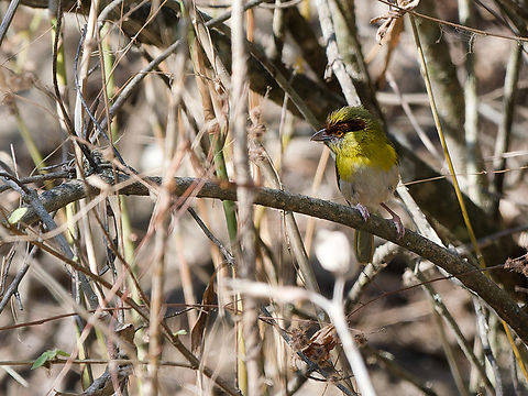 Rufous-browed Peppershrike  Cyclarhis gujanensis,Geotagged,Peru,Rufous-browed peppershrike,Spring