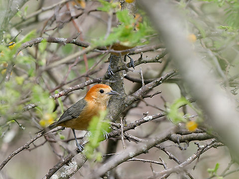 Buff-bellied Tanager corrected with thanks to Thibaud. (Merlin App still insists on Rufous-chested, but does also on several photographies in eBird.....) Buff-bellied tanager,Geotagged,Peru,Rufous-chested tanager,Spring,Thlypopsis inornata,Thlypopsis ornata