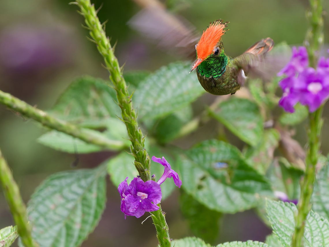 Rufous-crested Coquette that species is way too beautiful to have so few documents in the jungle :) Geotagged,Lophornis delattrei,Peru,Rufous-crested coquette,Spring