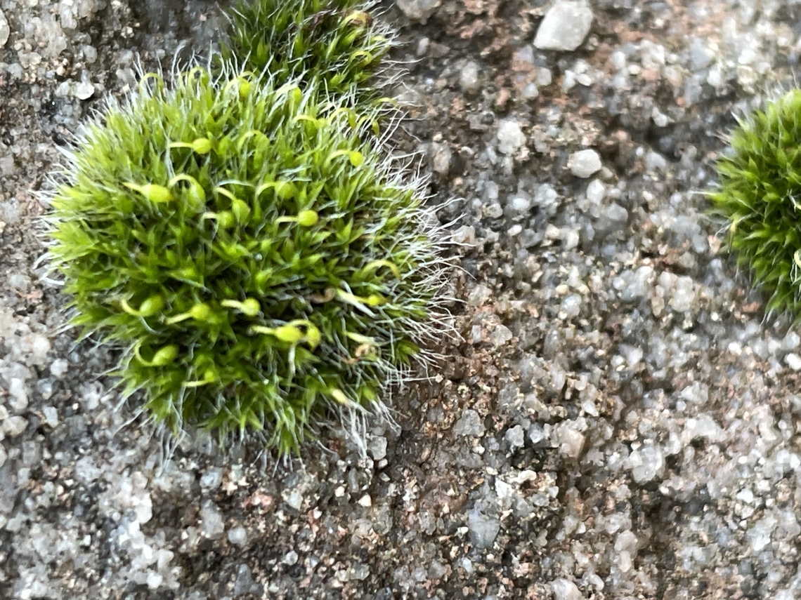 Grimmia pulvinata  Geotagged,Germany,Grey-cushioned Grimmia,Grimmia pulvinata,Winter