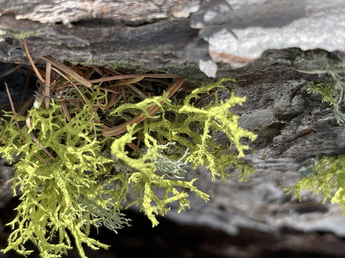 Letharia vulpina  Geotagged,Letharia vulpina,Switzerland,Winter