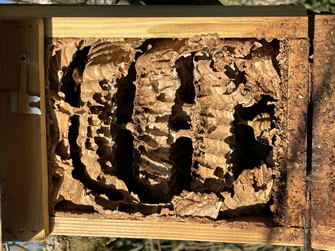 European hornet Nest Nest of European hornet, flown out during winter. Nesting box for birds was used European hornet,Geotagged,Germany,Vespa crabro,Winter
