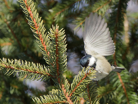 Coal Tit  Coal tit,Geotagged,Periparus ater,Switzerland,Winter
