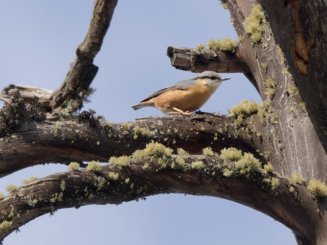 Eurasian nuthatch  Eurasian Nuthatch,Geotagged,Sitta europaea,Switzerland,Winter