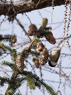 Willow tit  Geotagged,Poecile montanus,Switzerland,Willow tit,Winter