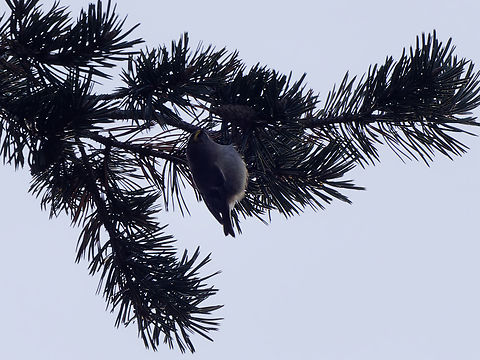 Goldcrest  Geotagged,Goldcrest,Regulus regulus,Switzerland,Winter