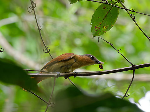 Chestnut-crowned Becard  Chestnut-crowned becard,Geotagged,Pachyramphus castaneus,Peru,Spring