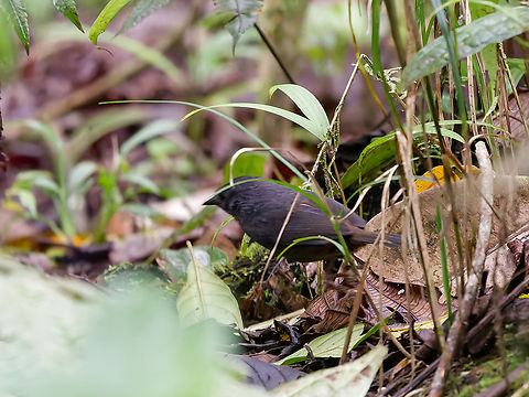 Rufous-vented Tapaculo in Peru very less cooperative bird here. Hiding, chasing in a split-second through a small opening. Captured only by pro-capture techniques, the 1/500 were obviously too slow.  Geotagged,Peru,Rufous-vented tapaculo,Scytalopus femoralis,Spring