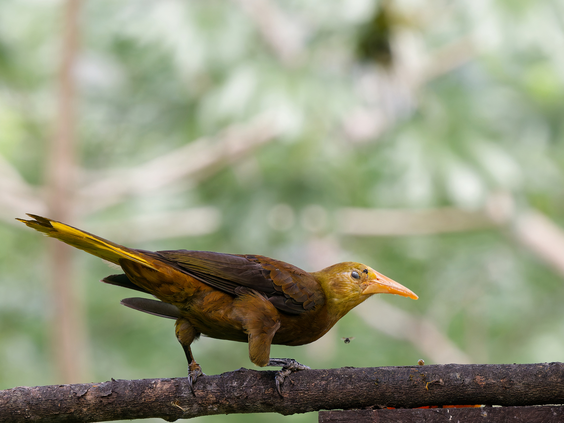 Russet-backed Oropendola Nictitating membrane half closed  Geotagged,Peru,Psarocolius angustifrons,Russet-backed oropendola,Spring
