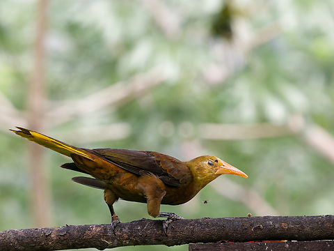 Russet-backed Oropendola Nictitating membrane half closed  Geotagged,Peru,Psarocolius angustifrons,Russet-backed oropendola,Spring