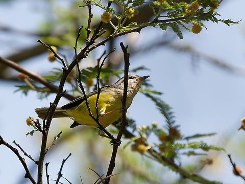 Russet-crowned Warbler  Geotagged,Myiothlypis coronata,Peru,Russet-crowned warbler,Spring