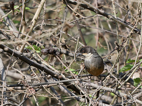 Rusty-bellied Brushfinch  Atlapetes nationi,Geotagged,Peru,Rusty-bellied brushfinch,Spring