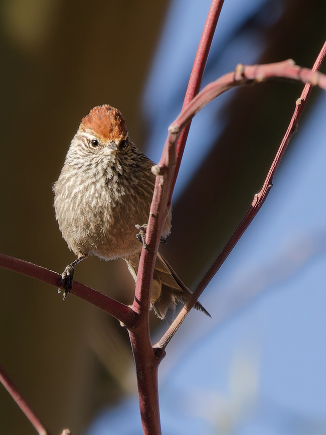 Rusty-crowned Tit-Spinetail additional &quot;frontal view&quot; Endemic species,Geotagged,Leptasthenura pileata,Peru,Rusty-crowned tit-spinetail,Spring