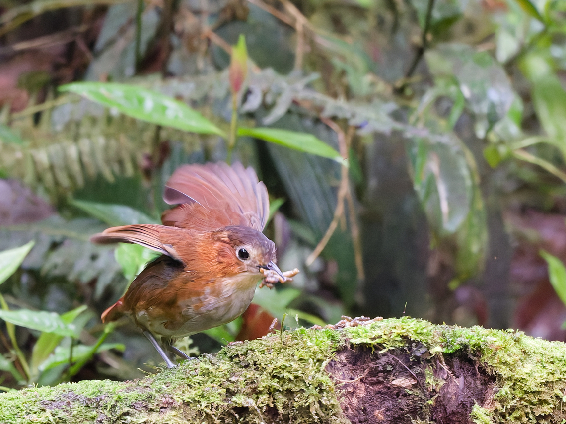 Rusty-tinged Antpitta  Geotagged,Grallaria przewalskii,Peru,Rusty-tinged antpitta,Spring