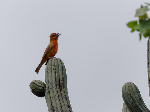 Hepatic Tanager  Geotagged,Hepatic tanager,Peru,Piranga flava,Spring