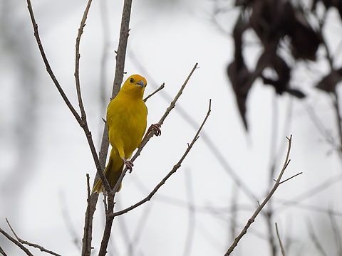 Saffron Finch  Geotagged,Peru,Saffron Finch,Sicalis flaveola,Spring