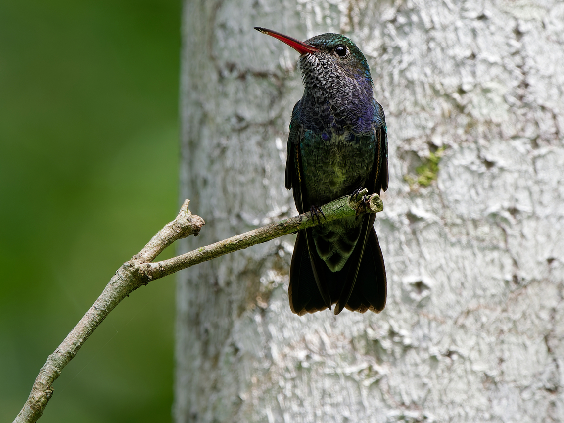 Sapphire-spangled Emerald  Amazilia lactea,Geotagged,Peru,Sapphire-spangled emerald,Spring
