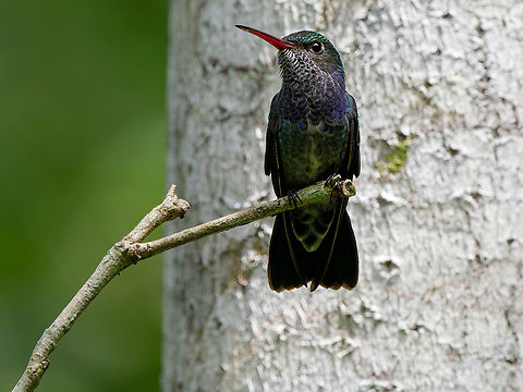 Sapphire-spangled Emerald  Amazilia lactea,Geotagged,Peru,Sapphire-spangled emerald,Spring