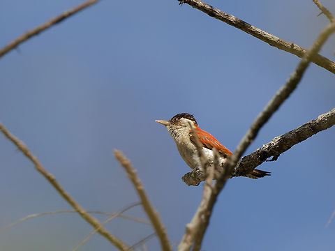 Scarlet-backed Woodpecker  Geotagged,Peru,Scarlet-backed woodpecker,Spring,Veniliornis callonotus