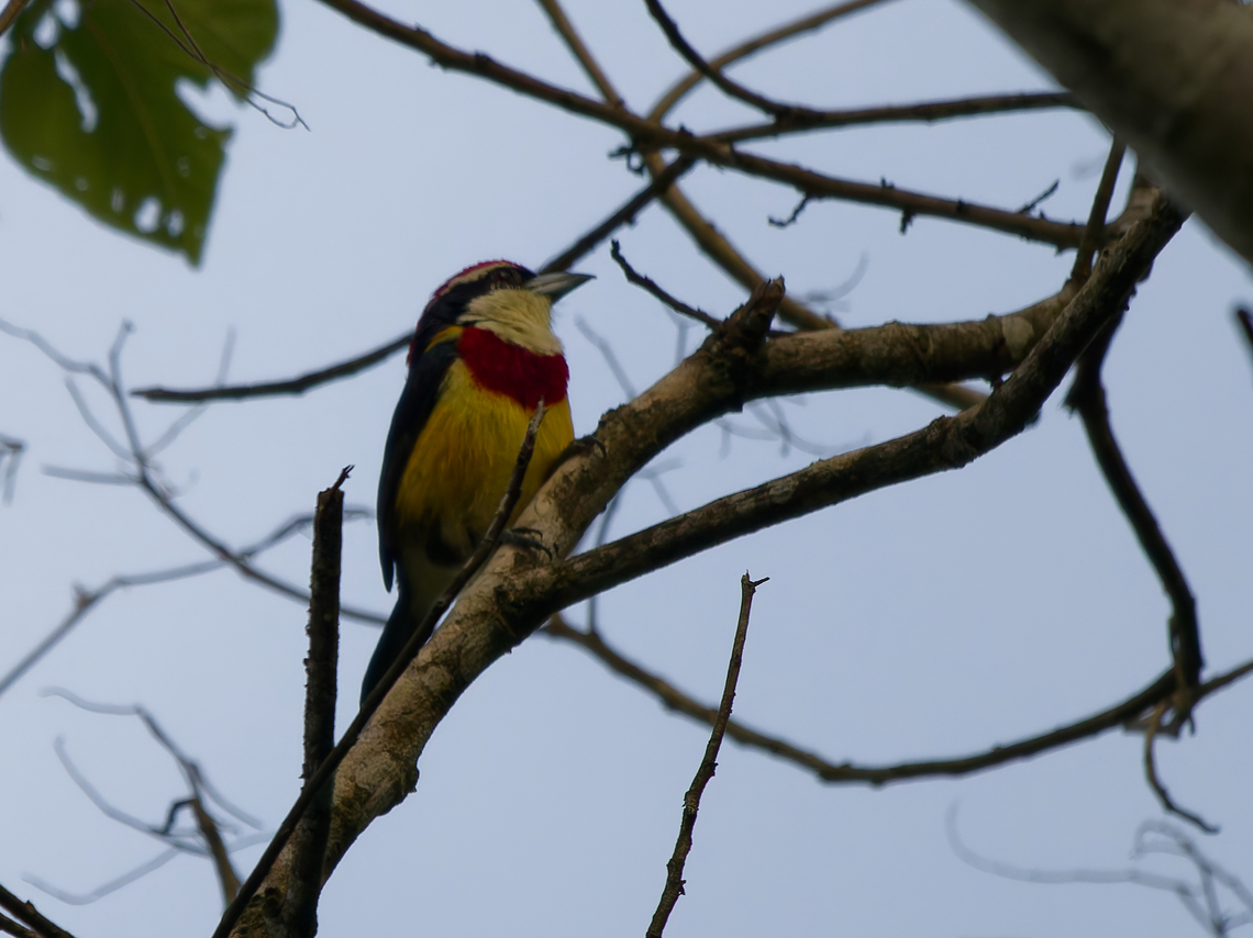 Scarlet-banded Barbet  Capito wallacei,Endemic species,Geotagged,Peru,Scarlet-banded barbet,Spring