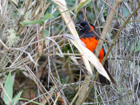 Scarlet-bellied Mountain Tanager in Peru  Anisognathus igniventris,Geotagged,Peru,Scarlet-bellied mountain tanager,Spring