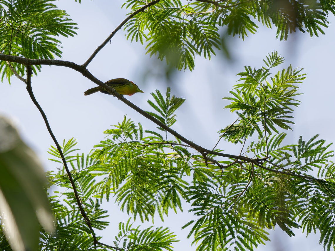 Scarlet-hooded Barbet in Peru  Eubucco tucinkae,Geotagged,Peru,Scarlet-hooded barbet,Spring