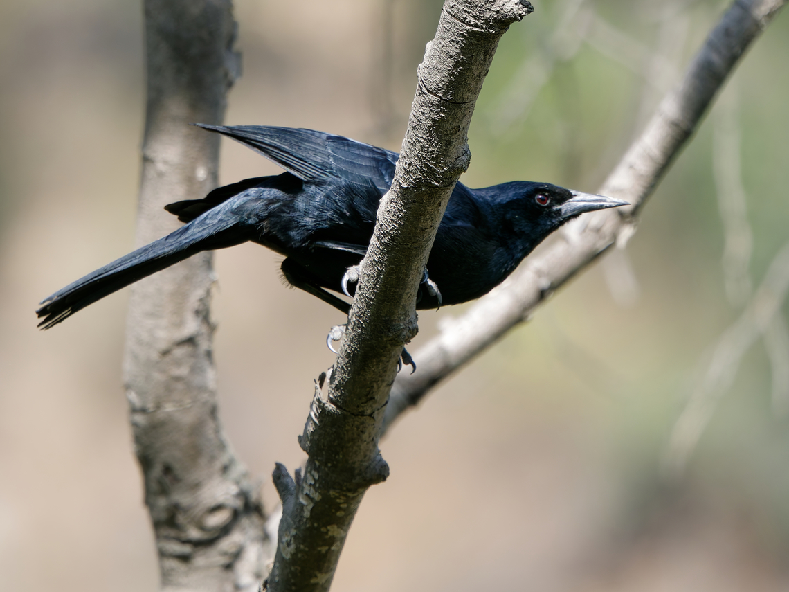 Scrub Blackbird in Peru  Dives warczewiczi,Geotagged,Peru,Scrub blackbird,Spring