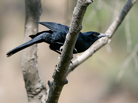 Scrub Blackbird in Peru  Dives warczewiczi,Geotagged,Peru,Scrub blackbird,Spring