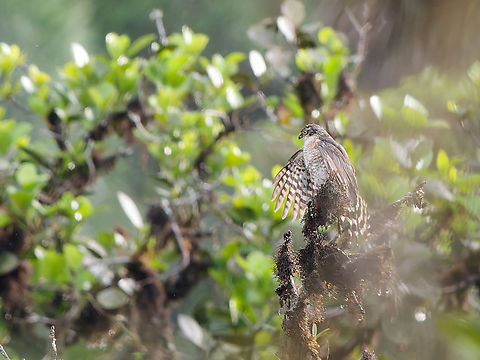 Semicollared Hawk in Peru  Geotagged,Microspizias collaris,Peru,Semicollared hawk,Spring
