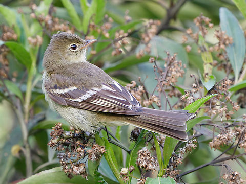 Sierran Elaenia in Peru  Elaenia pallatangae,Geotagged,Peru,Sierran elaenia,Spring