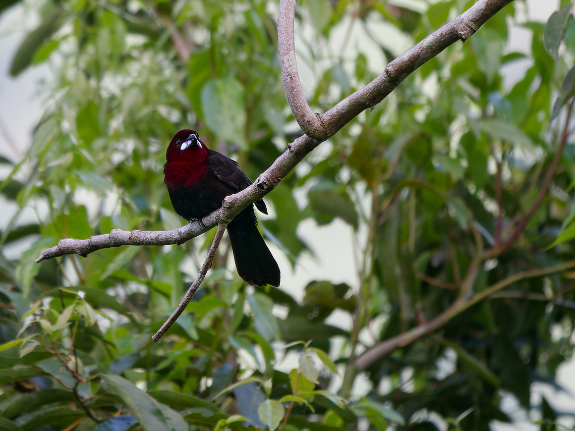 Silver-beaked Tanager male in Peru  Geotagged,Peru,Ramphocelus carbo,Silver Beaked Tanager,Spring