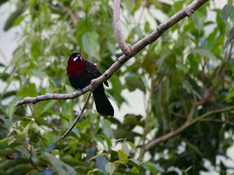 Silver-beaked Tanager male in Peru  Geotagged,Peru,Ramphocelus carbo,Silver Beaked Tanager,Spring