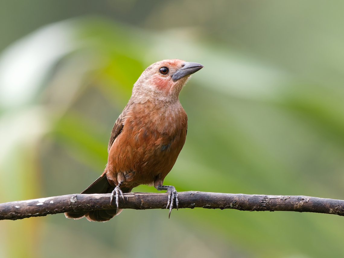 Silver-beaked Tanager female or immature  Geotagged,Peru,Ramphocelus carbo,Silver Beaked Tanager,Spring