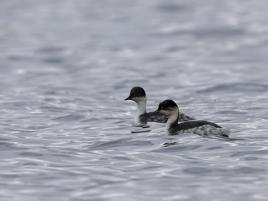 Silvery Grebe couple on the Jun&iacute;n lake Geotagged,Peru,Podiceps occipitalis,Silvery grebe,Spring