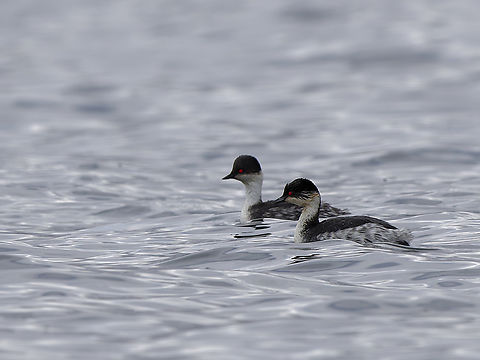 Silvery Grebe couple on the Junín lake Geotagged,Peru,Podiceps occipitalis,Silvery grebe,Spring