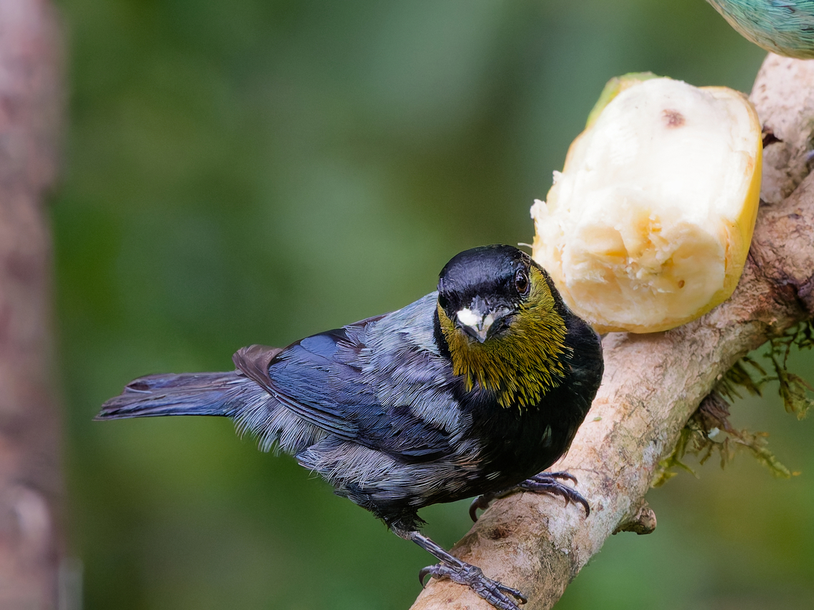 Silvery Tanager in Peru also named Silvery-backed Tanager Geotagged,Peru,Silver-backed tanager,Spring,Stilpnia viridicollis