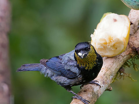 Silvery Tanager in Peru also named Silvery-backed Tanager Geotagged,Peru,Silver-backed tanager,Spring,Stilpnia viridicollis