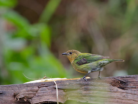 Silvery Tanager w missing female Geotagged,Peru,Silver-backed tanager,Spring,Stilpnia viridicollis