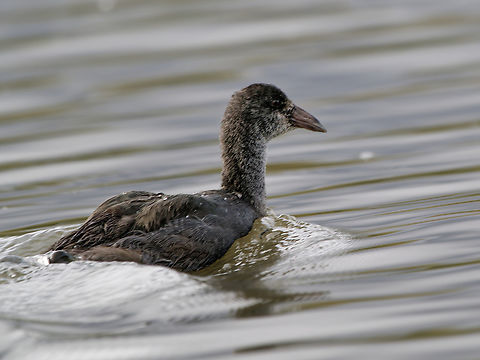 Slate-coloured Coot immature alias Andean Coot Andean coot,Fulica ardesiaca,Geotagged,Peru,Spring