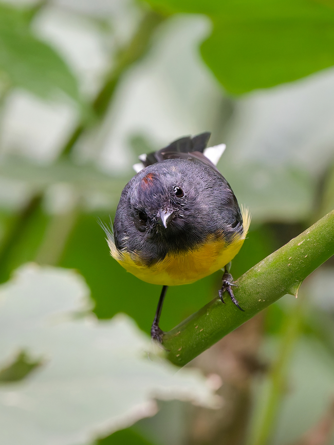 Slate-throated_Redstart_P1017618_DxO8  Geotagged,Myioborus miniatus,Peru,Slate-throated Redstart,Spring