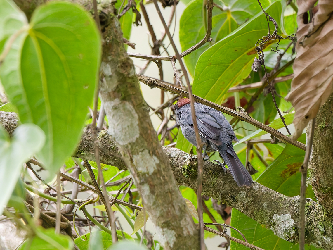 Slaty Tanager in Peru  Creurgops dentatus,Geotagged,Peru,Slaty tanager,Spring,near endemic