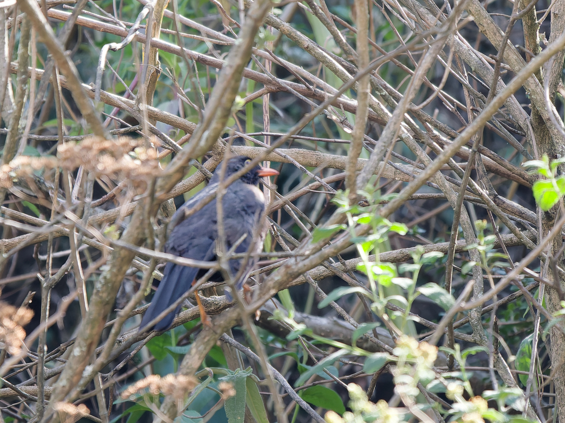 Slaty-backed Nightingale-Thrush in Peru no good sharp photo but showing all relevant features  Catharus fuscater,Geotagged,Peru,Slaty-backed nightingale-thrush,Spring