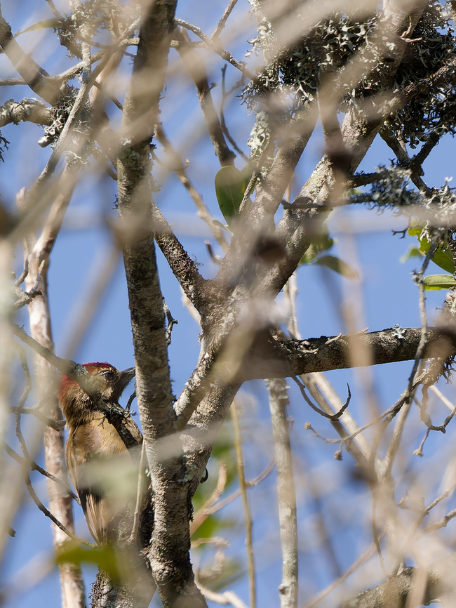 Smoky-brown Woodpecker in Peru  Geotagged,Leuconotopicus fumigatus,Peru,Smoky-brown woodpecker,Spring