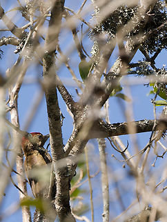 Smoky-brown Woodpecker in Peru  Geotagged,Leuconotopicus fumigatus,Peru,Smoky-brown woodpecker,Spring