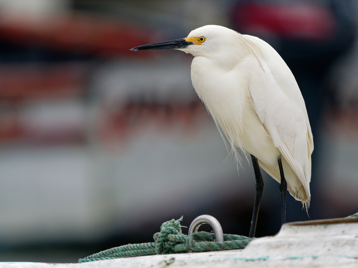 Snowy Egret in Peru on a boat in a harbour Egretta thula,Geotagged,Peru,Snowy Egret,Spring